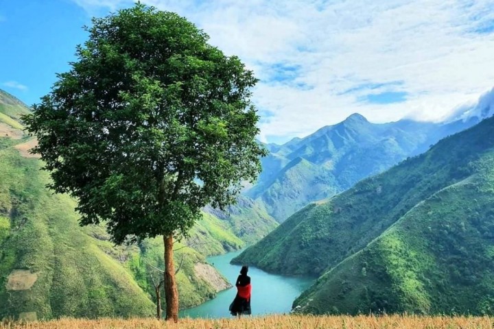 Khám Phá Cây Táo Mèo Cô Đơn Ở Tà Xùa – Biểu Tượng Của Vùng Đất Mây Trắng