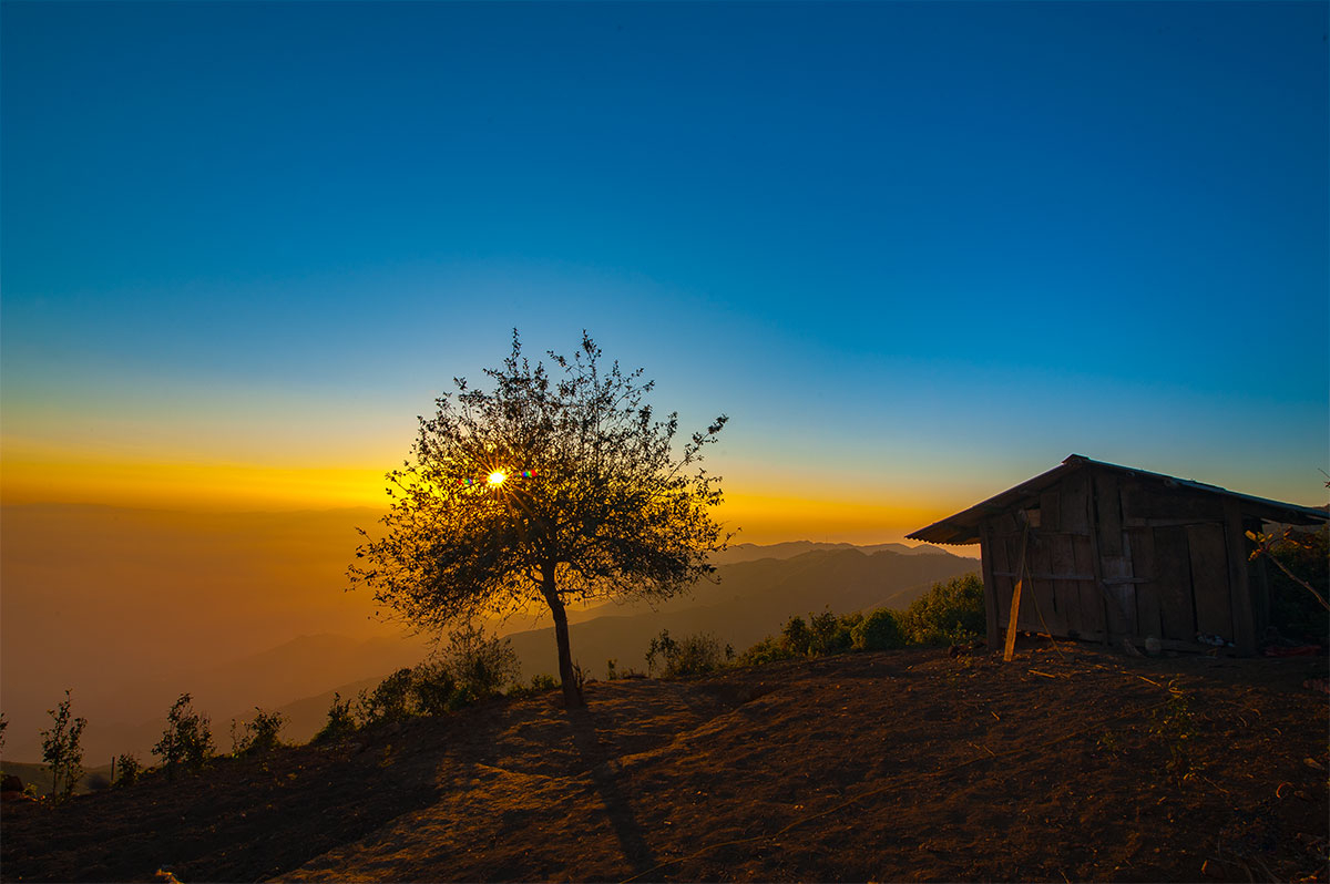 Cây cô đơn ở Tà Xùa