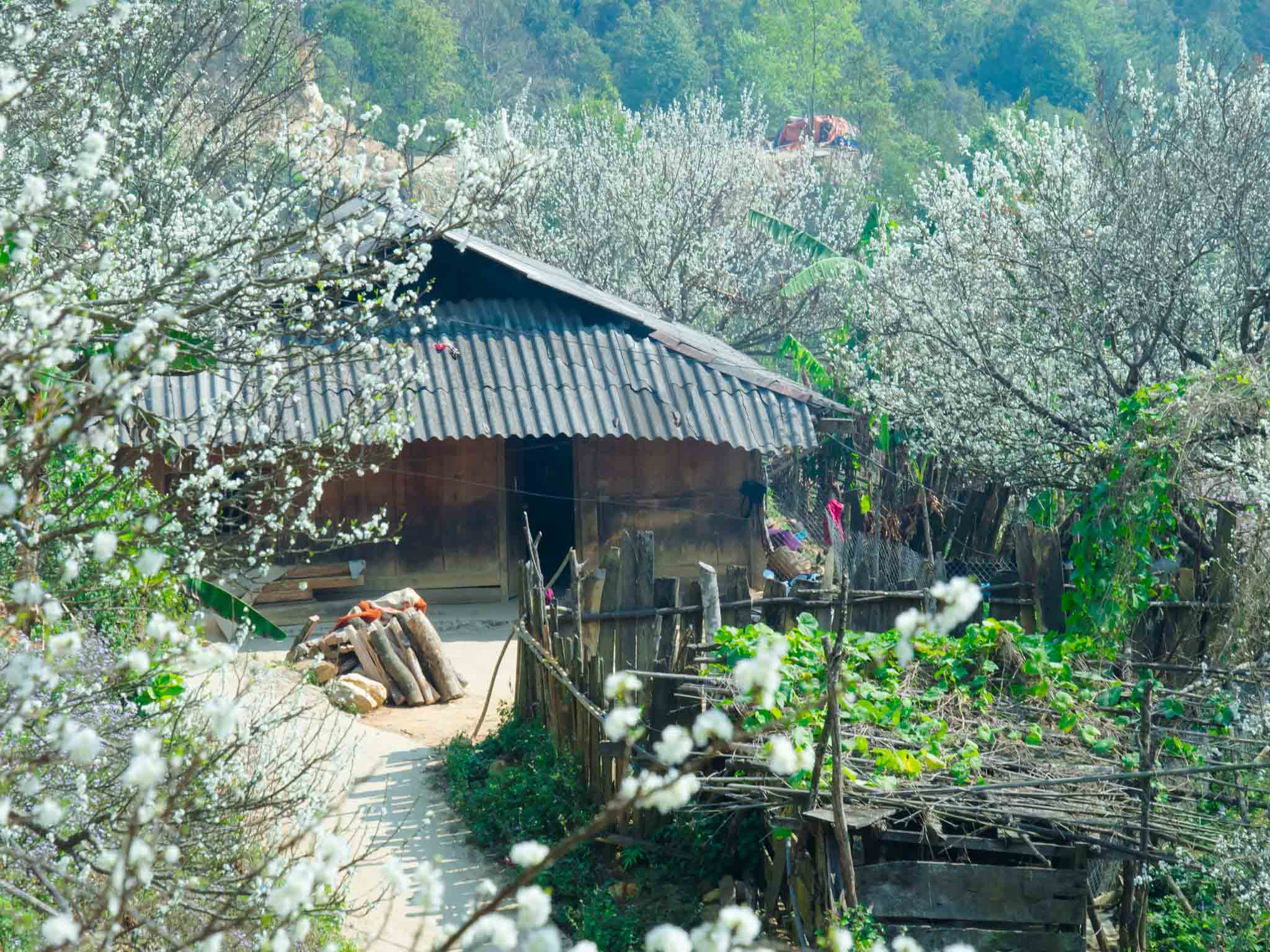 Thôn làng Xím Vàng