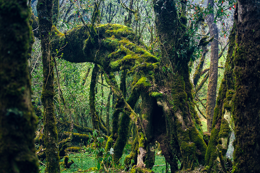 Thảm thực vật rừng rêu U Bò tại đỉnh Samu